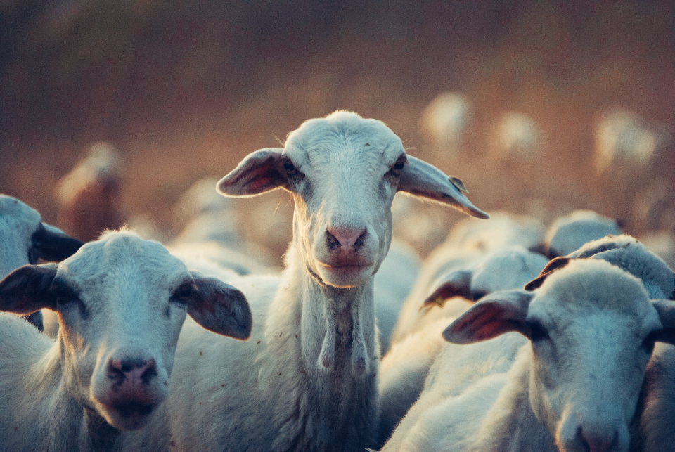Goats on the farm